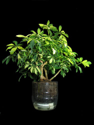 Микротепличка для выращивания цветов