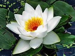 Вязаная кувшинка крючком