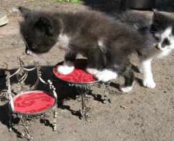 Поделки из консервных банок (стулья и столик) Поделки из консервных банок (стулья и столик)