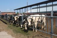 Фермерское хозяйство