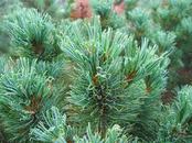 Карликовый кедр, выращивание, продажа.